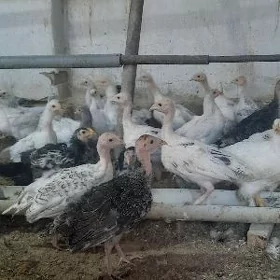 induk we balgar jüjeler