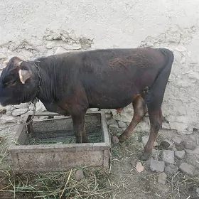 Öküz