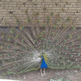 tawus guș satlyk
