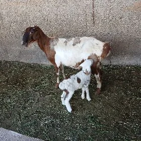 owgan guzuly goýun