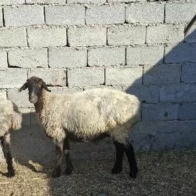 goÿun we işşek