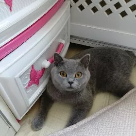 Кошка 8 мес