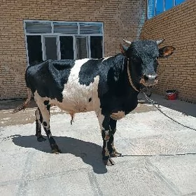 parodny okuz