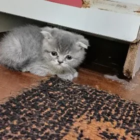 котенок вислоухий