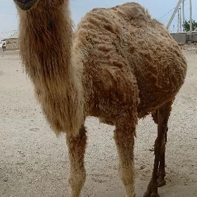 Düýe