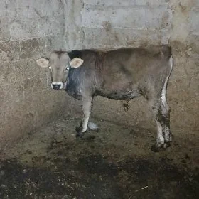 OKUZCE