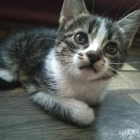 котята