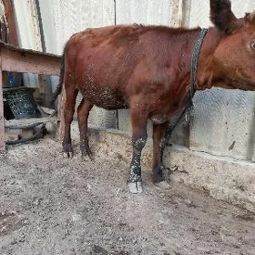 Tüwe