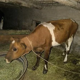 Gulajyn