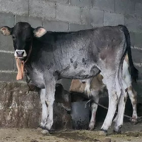 Okuzce