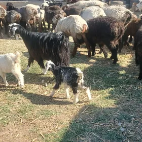 Ekiz owlakly geçi