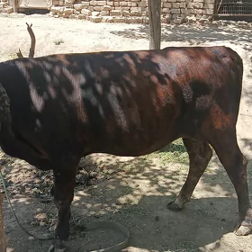 Göle