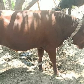 Öküzçe