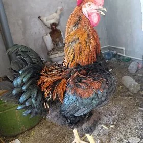 paroda horazlar