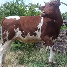 bogaz  gunajyn
