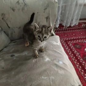Кошечка рики