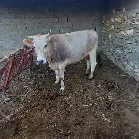 Goleli sigir