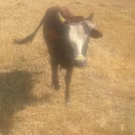 öküz