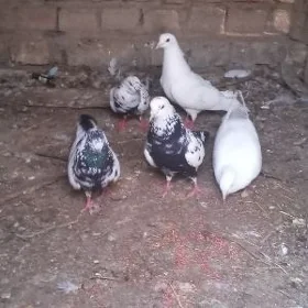 kepderi