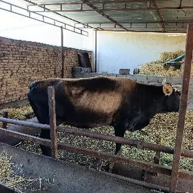 bogoz sygyr