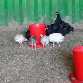 Induk juje