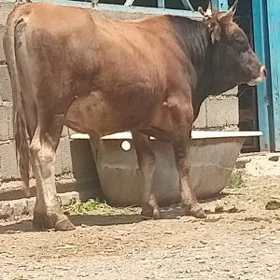 4 yaşar uly okuz