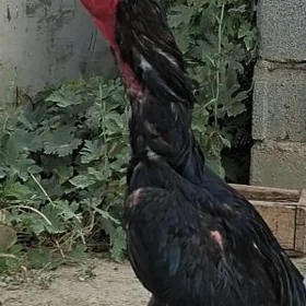 Taṣkent
