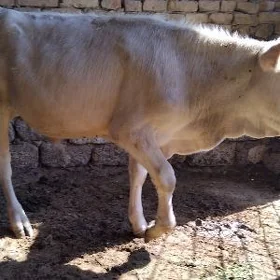 ARASSA  ŞWES  OKÜZ