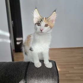 pişik  Mugt