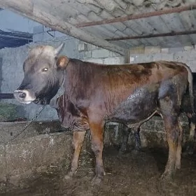 Ökiz