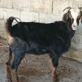 dog geçi