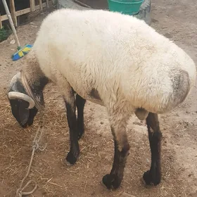 Goç