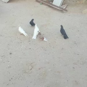kepderi
