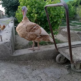 induk horoz