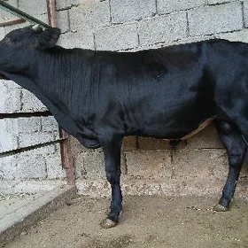 őkiz
