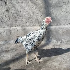 alaja towuk samo