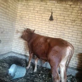 баклык окуз
