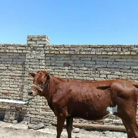 unajyn