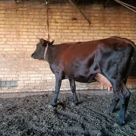 арасса бурлат голели сыгыр