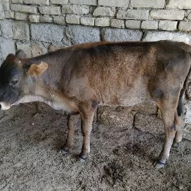ŞWES OKÜZ TOHUM