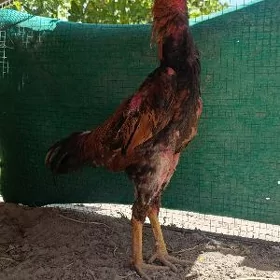 байес хораз