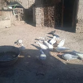 kepderi