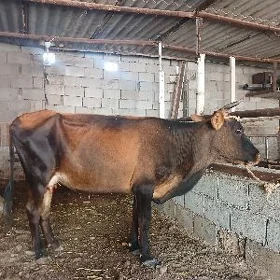 GÖLELI SYGYR