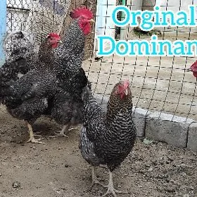 Towuk Orginal Dominat Paroda