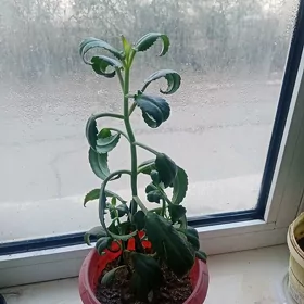 Aloe