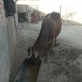 sygyr