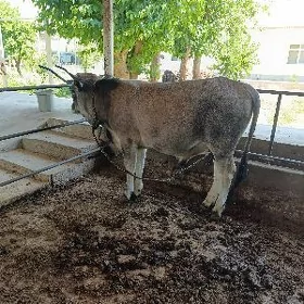 öküz