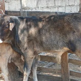 şiwet okuz