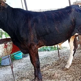 Burlat semiz okuzler