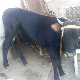 ökùu